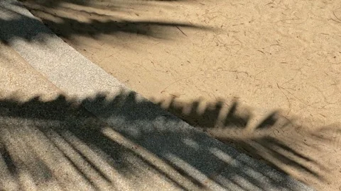 Shadows of palm tree on sand during sunny day Stock Footage 277609874