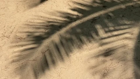 Shadows of palm tree on sand during sunny day Stock Footage 277609898