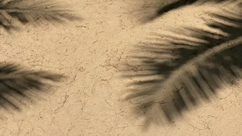 Shadows of palm tree on sand during sunny day Stock Footage 277609902