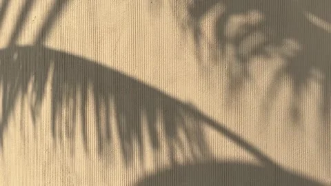 Shadows of palm tree on the wall in sunny day Stock Footage 277600950