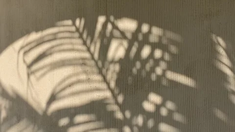 Shadows of palm tree on the wall in sunny day Stock Footage 277610061