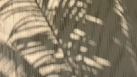 Shadows of palm tree on the wall in sunny day Stock Footage 277610101