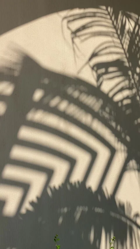 Shadows of palm tree on the wall in sunny day Stock Footage 277692061