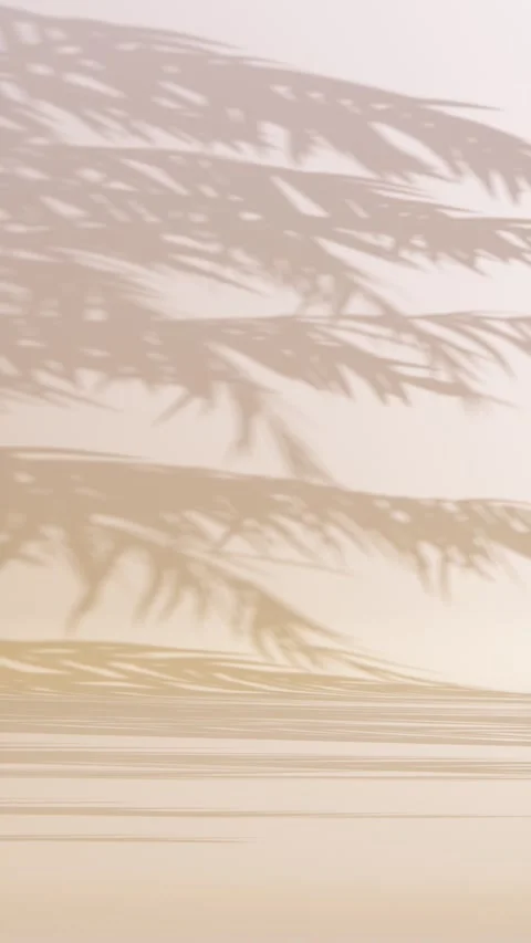 Shadows of palm trees, 3d render studio background with soft lighting Stock Footage 346168558