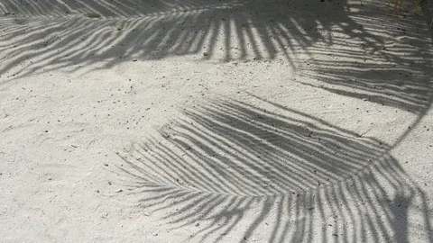 Shadows of Palm Trees Flickering over Groomed Beach Sand Video stock 74864122