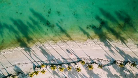 Shadows from palm trees Stock Photos