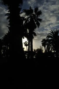 Shadows in the palm trees Stock Photos