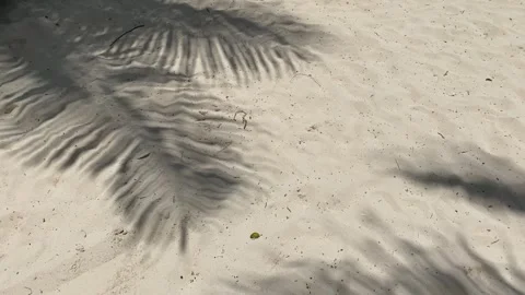 Shadows of palm trees on the sand at Playa del Carmen, Mexico Stock Footage 278166885