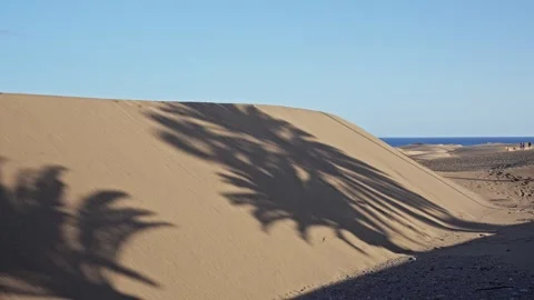 Shadows of palm trees on sandy dunes near the ocean Stock Footage 307598913