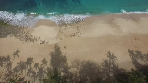 Shadows of palm trees on a secluded beach on the North Shore of Oahu, Hawaii Stock Footage 47286475
