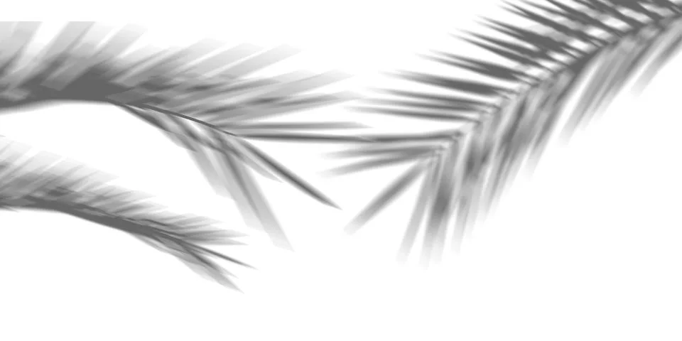 Shadows from palm trees on a white wall 스톡 일러스트