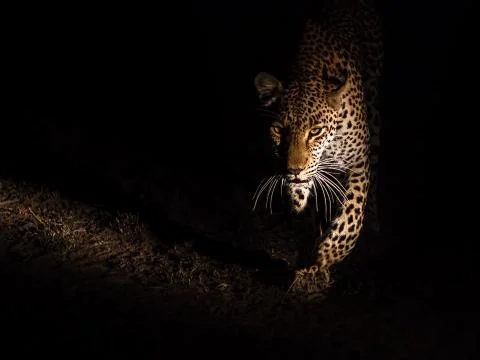 From the shadows Stock Photos