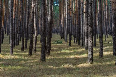 Shadows in Pine Forest Soft shadows Stock Photos
