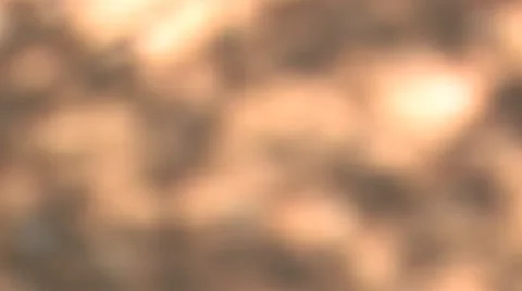 Shadows on Pine Needles Slomo 1 動画素材 10894777