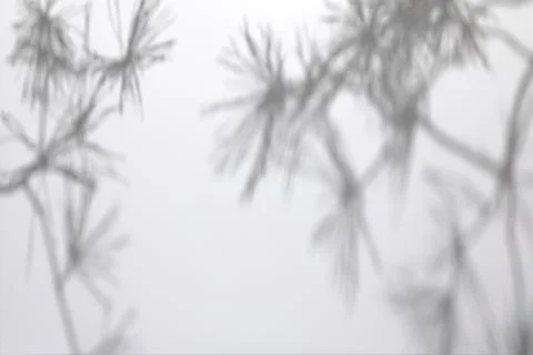 Shadows of pine tree branches on a white wall 스톡 일러스트