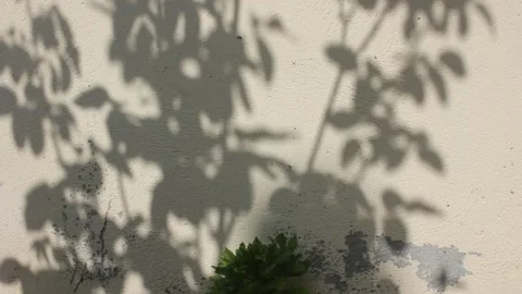 Shadows of a plant moving on the wall Stock Footage 259521548