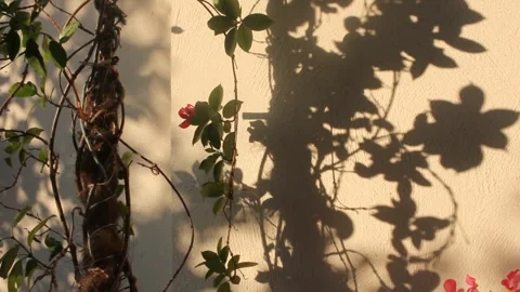 Shadows of a plant in the wall at sunset Stock Footage 260226355