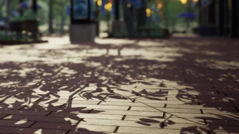 Shadows of plants on a brick path during sunset in a city area Stock Footage 340606633