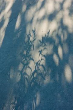 Shadows of plants dancing on a concrete surface in the afternoon light under a Foto stock