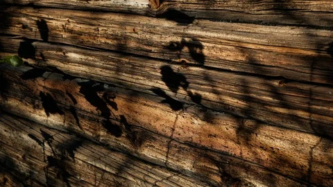 Shadows of plants moving against the timber wall Stock Footage 98365014