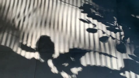 Shadows from plants on a tile floor Vídeo Stock 296439966