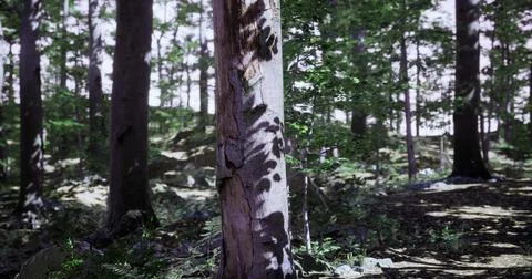 Shadows play on a tree trunk in a sunlit forest during daytime 스톡 일러스트