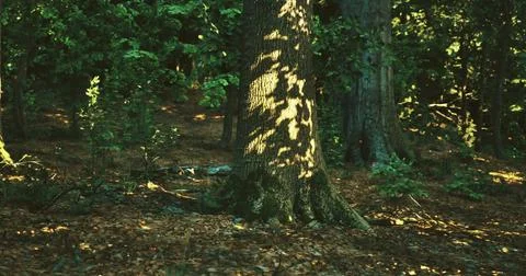 Shadows playing on a tree trunk in a serene forest setting during afternoon 스톡 일러스트