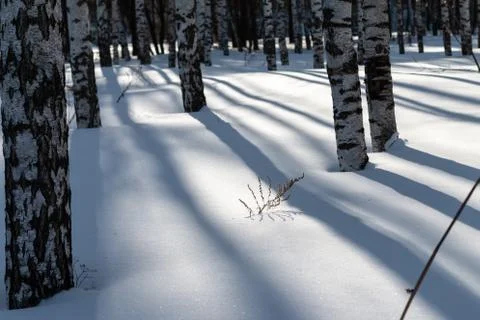 Shadows playing in the winter forest Stock Photos