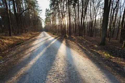 Shadows on the road through the forest Stock Photos