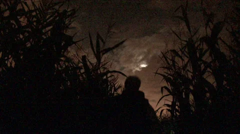 Shadows in Scary Corn Field Video stock 32177177