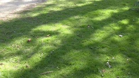 Shadows shady shade trees tree btanches sun park grass green 動画素材 74306516