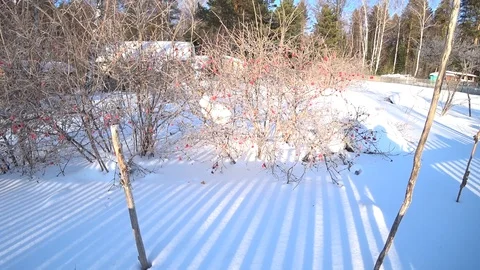 Shadows in the snow Stock Footage 116240086