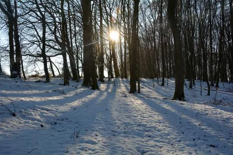 Shadows in the snow  in a forest with sun Stock Photos