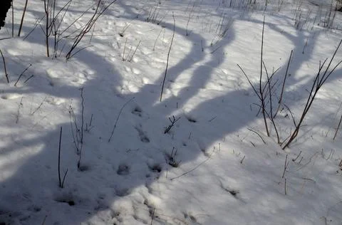 Shadows in the snow. Stock Photos
