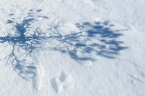 Shadows on snow. Stock Photos