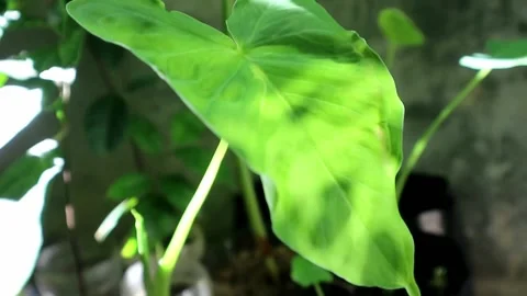 Shadows sparkle on green leaves Stock Footage 202270573