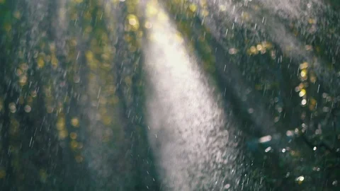 Shadows in the summer forest and rain pour between the trees on a sunrays dur Stock Footage 96491936