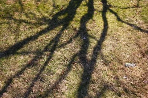 Shadows of a Tall Tree on the Ground Stock Photos