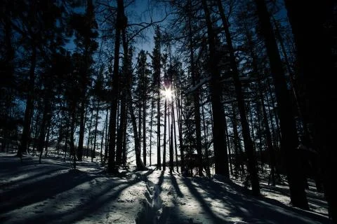 Shadows of tall trees in a winter forest Stock Photos