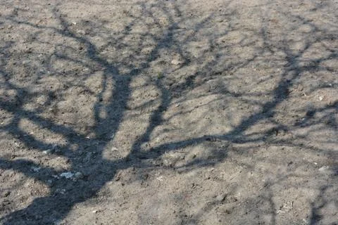 The shadows of the tree apricots lie on the spring garden, sand with black soil Stock Photos