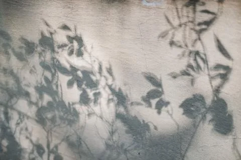 Shadows from tree branches on a gray concrete wall. Hard light, copy space. Stock Photos