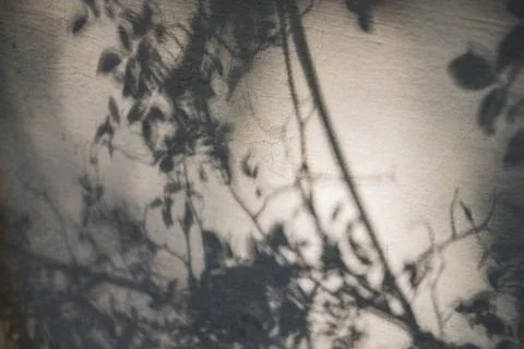 Shadows from tree branches on a gray concrete wall. Hard light, copy space. Stock Photos