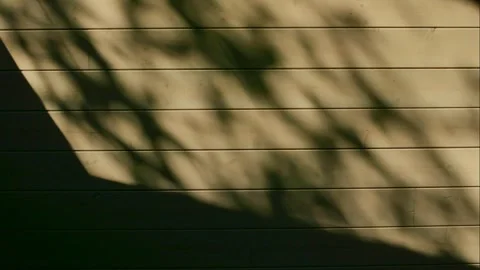 Shadows of tree branches on the wall. Time-lapse. Stock Footage 254937954
