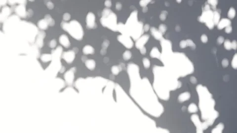 The shadows of tree branches on the white wall, with an abstract pattern as the Stock Footage 334895428