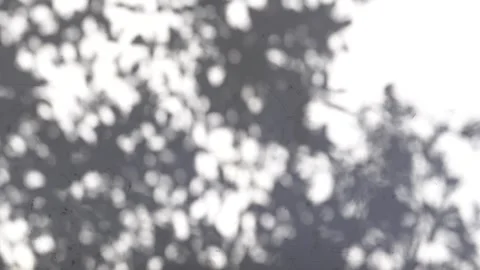 The shadows of tree branches on the white wall, with an abstract pattern as the Stock Footage 335107463