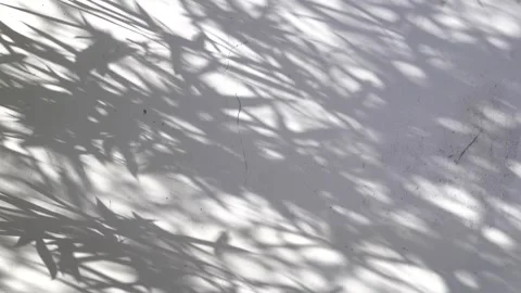 The shadows of tree branches on the white wall, with an abstract pattern as the Stock Footage 335107720