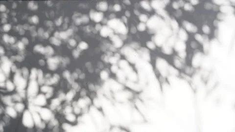 The shadows of tree branches on the white wall, with an abstract pattern as the Stock Footage 335107723