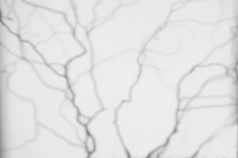 Shadows of the tree branches on a white wall Foto stock