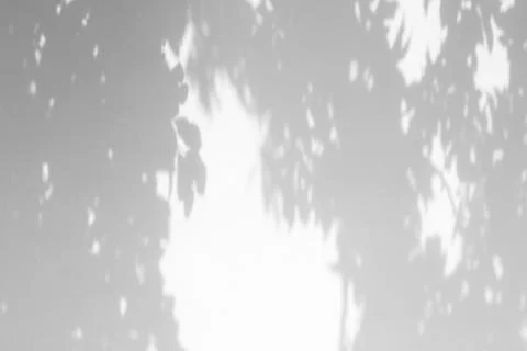 Shadows of the tree branches on a white wall Stock Photos