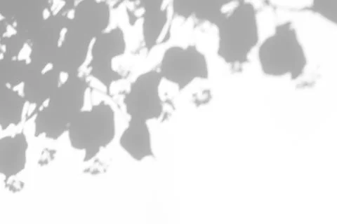 Shadows of the tree branches on a white wall Stock Photos